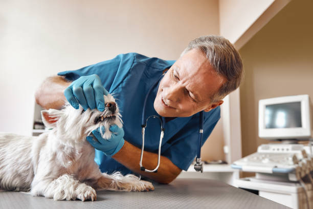 Best Same-Day Emergency Dental Services in Sneads Ferry, NC